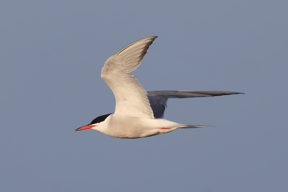 Common tern